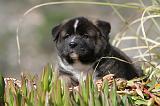 AKITA AMERICAIN 117